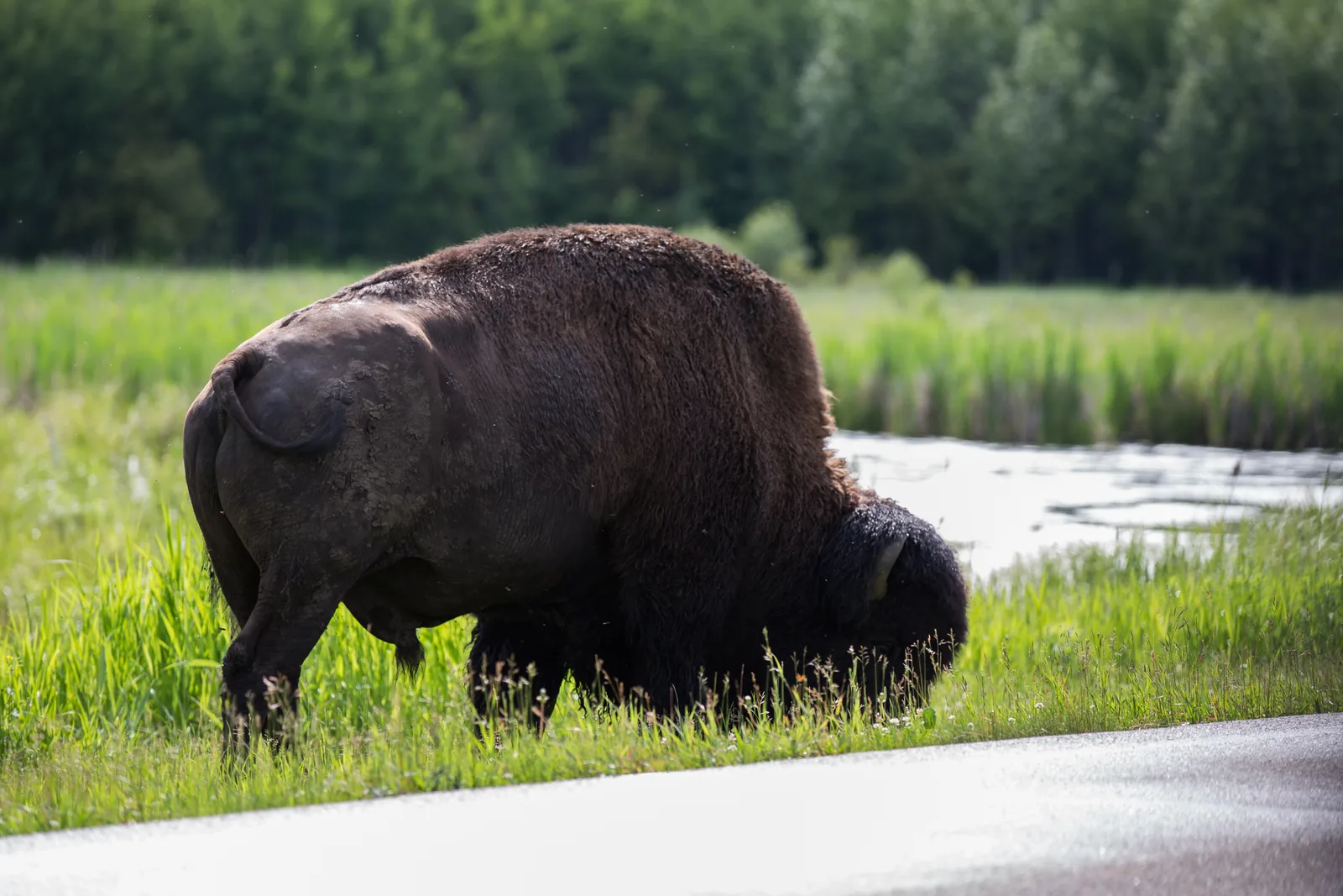 Ein Bison grast im hohen Gras unmittelbar neben der Fahrbahn einer Parkstraße, dahinter dichter grüner Wald