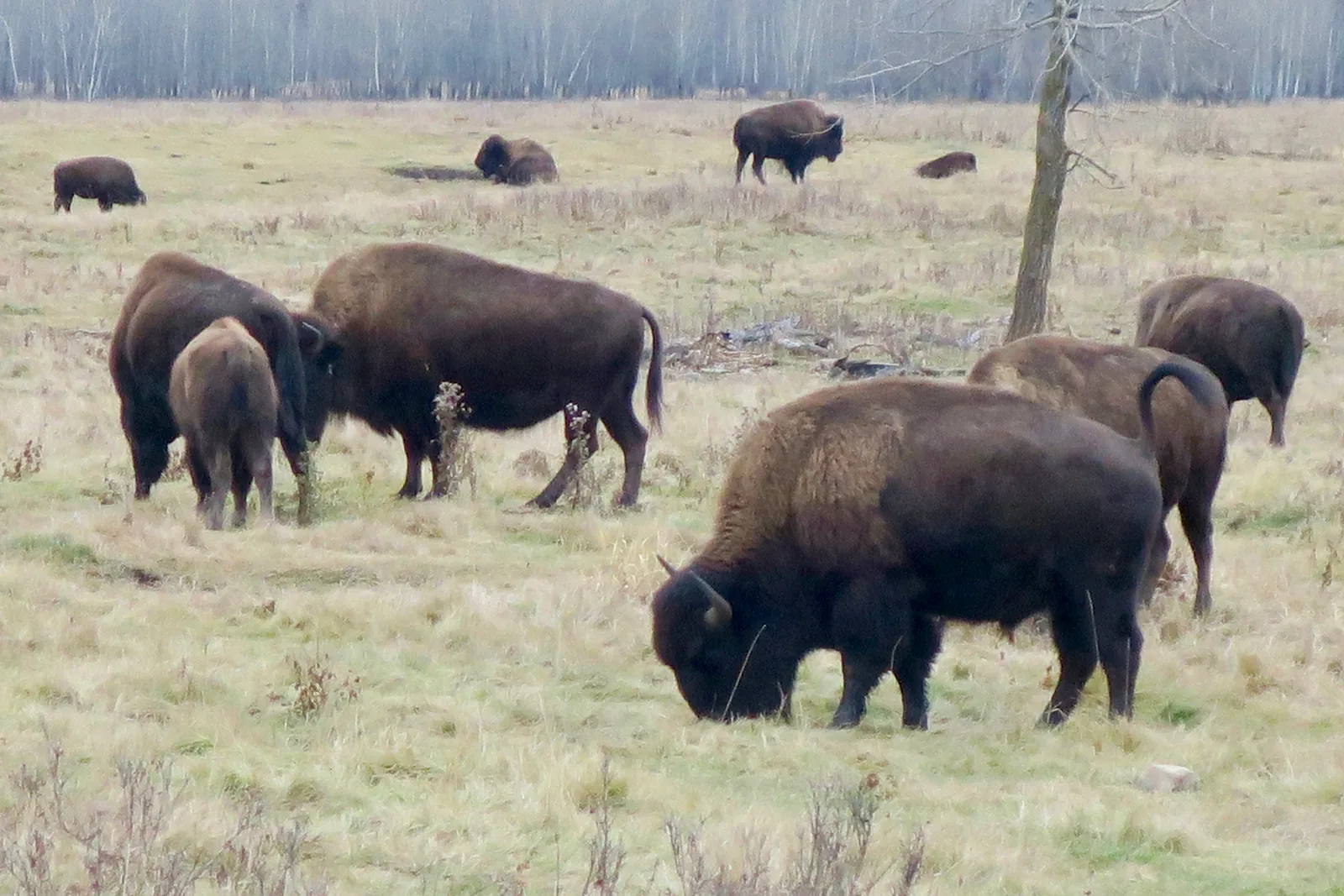 Mehrere Bisons grasen dicht beieinander auf einer hellen Wiese zwischen kahlen Espenstämmen, im Vordergrund ein kräftiger Bulle mit gesenktem Kopf