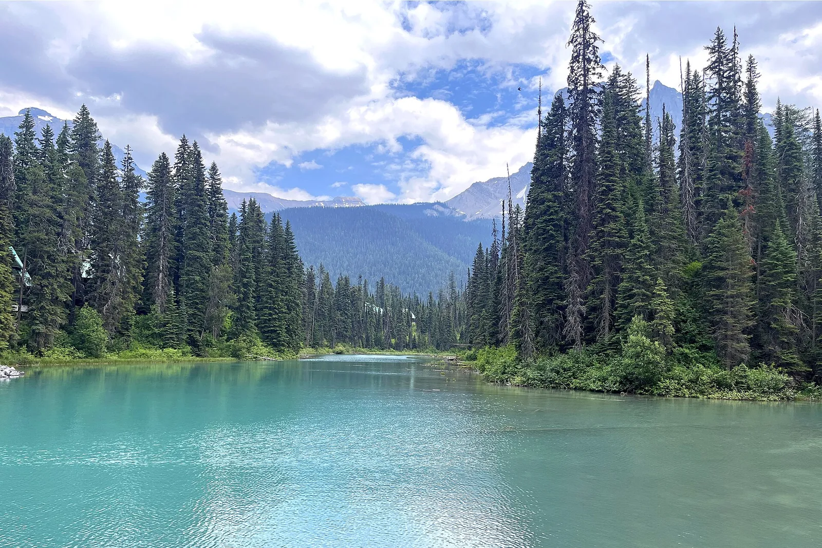 Hohe Fichten am Ufer des Emerald Lake im Yoho-Nationalpark, das Wasser milchig türkis, hinten bewaldete Hänge.