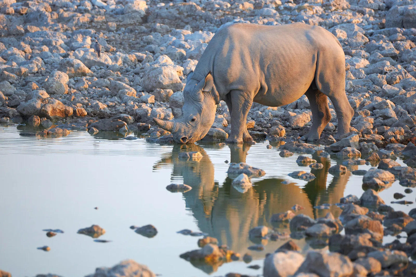 Ein Spitzmaulnashorn steht am flachen Ufer eines Wasserlochs und trinkt, sein Spiegelbild steht im Wasser