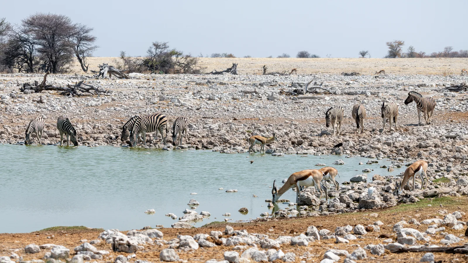 Zebras und Springböcke stehen dicht gedrängt am Rand eines flachen Wasserlochs in staubiger, offener Landschaft