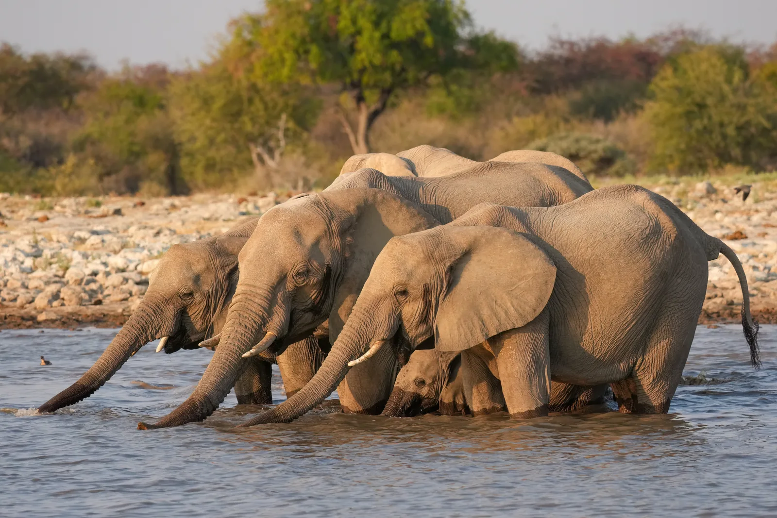 Eine Herde afrikanischer Elefanten steht dicht gedrängt an einem Wasserloch und trinkt, ringsum offene, staubige Ebene