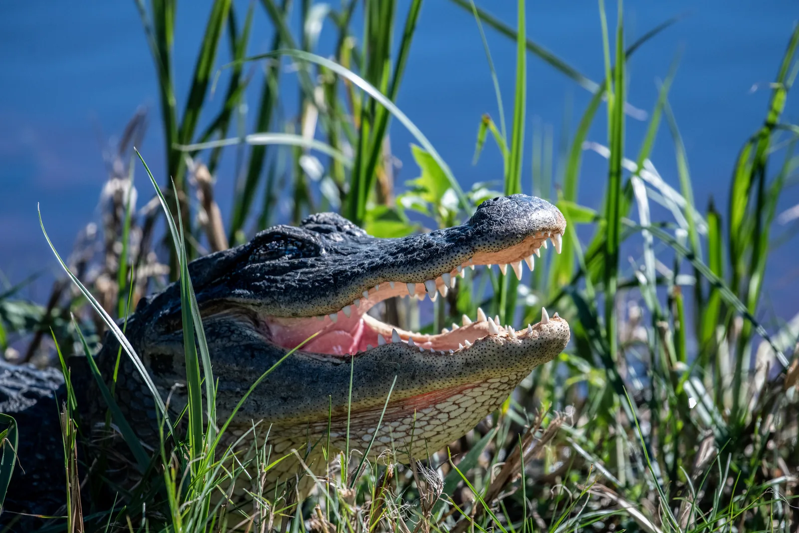 Nahaufnahme eines Mississippi-Alligators mit geöffnetem Maul zwischen hohen Gräsern vor blauem Wasser