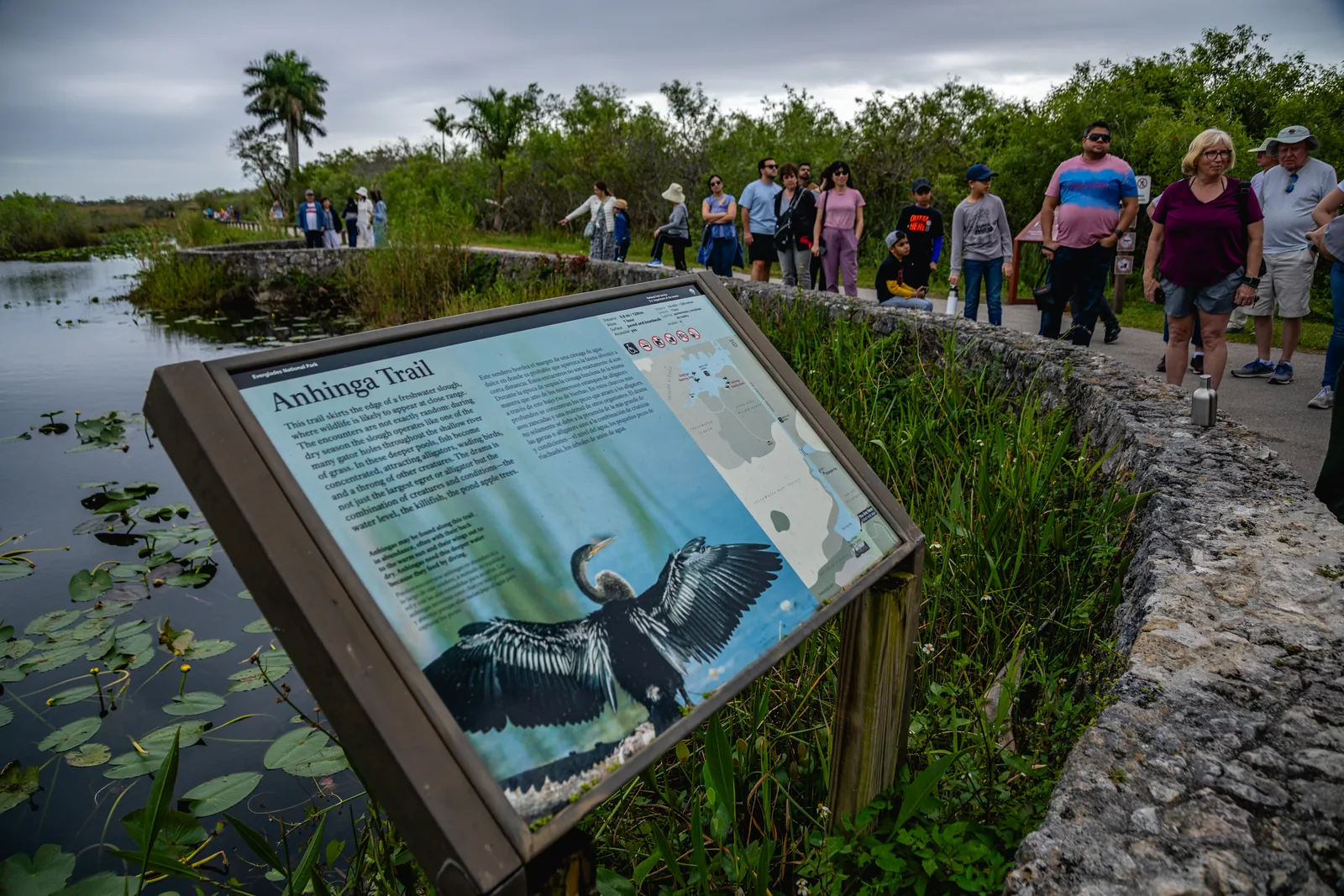Besucher auf dem befestigten Weg des Anhinga Trail an einem Gewässer mit Seerosen, vorne eine Informationstafel mit einem Schlangenhalsvogel