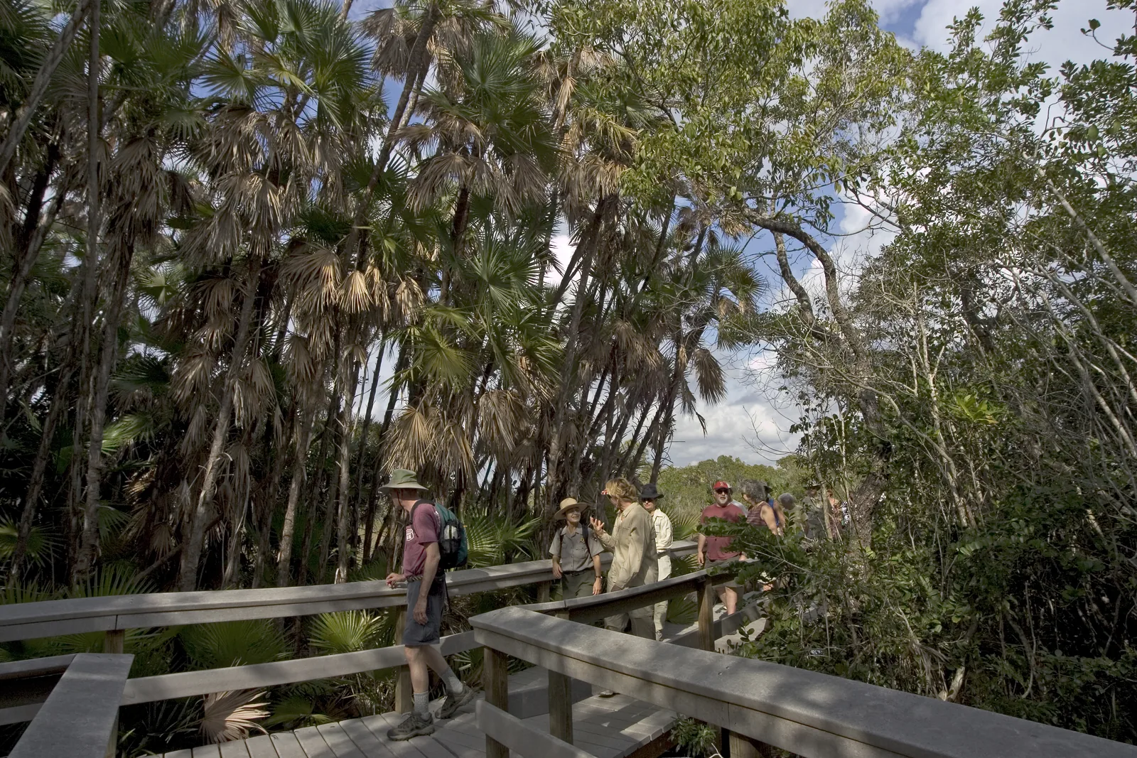 Eine Wandergruppe auf dem hölzernen Steg durch den Mahogany Hammock zwischen hohen Palmen und Laubbäumen