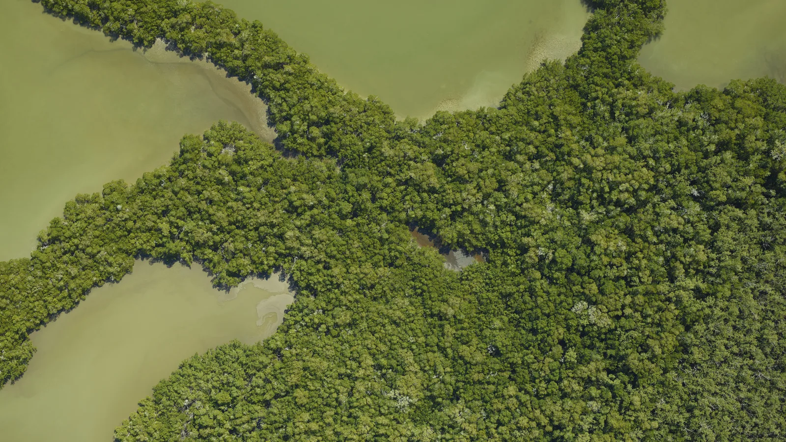 Luftaufnahme dichter Mangroveninseln, zwischen denen sich trübgrüne Wasserarme winden