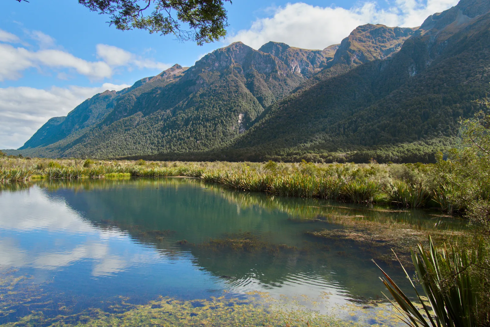 Die Mirror Lakes an der Milford Road im Fiordland-Nationalpark spiegeln die Earl Mountains, am Ufer Riedgras und Flachs