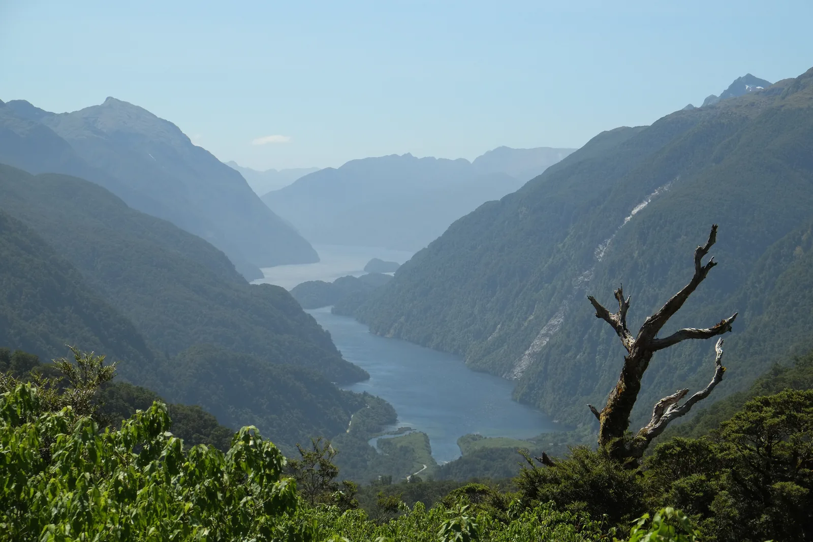 Nachmittagsblick vom Wilmot Pass im Fiordland-Nationalpark hinab in den Doubtful Sound zwischen bewaldeten Bergen, vorn ein abgestorbener Baum