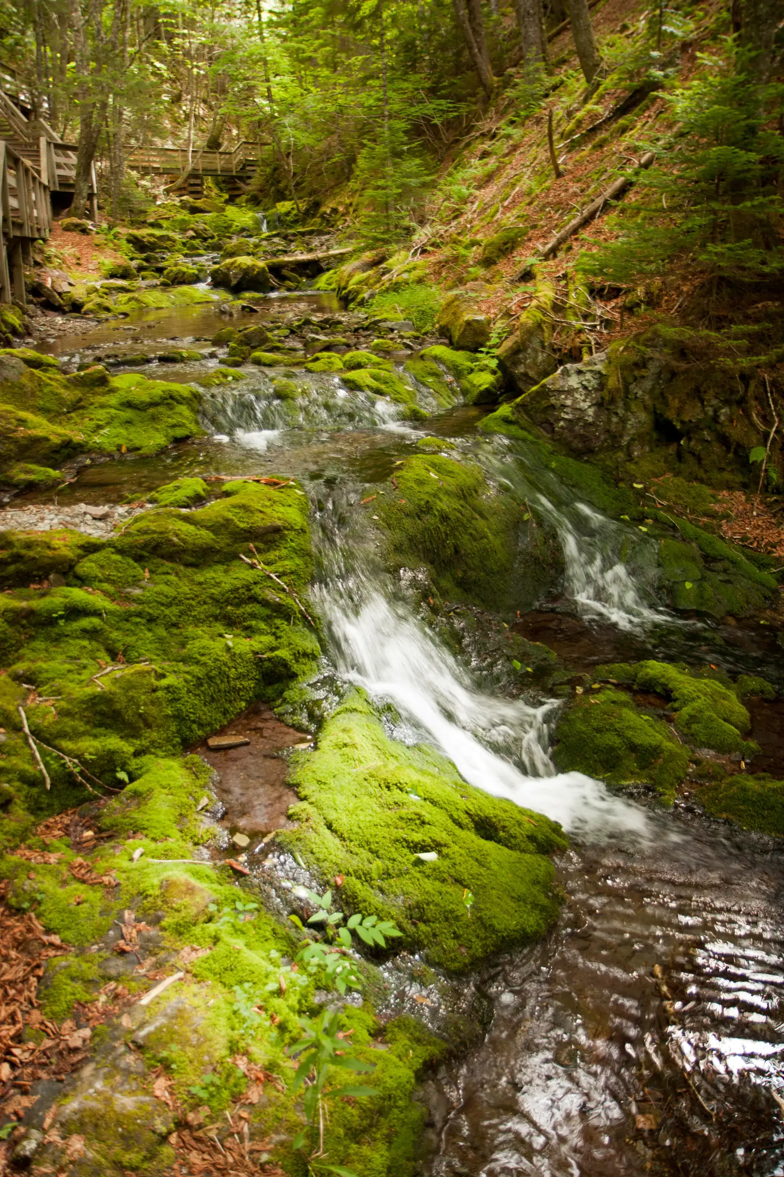 Schmale Kaskade der Dickson Falls fließt über leuchtend grün bemooste Felsstufen im dichten Wald