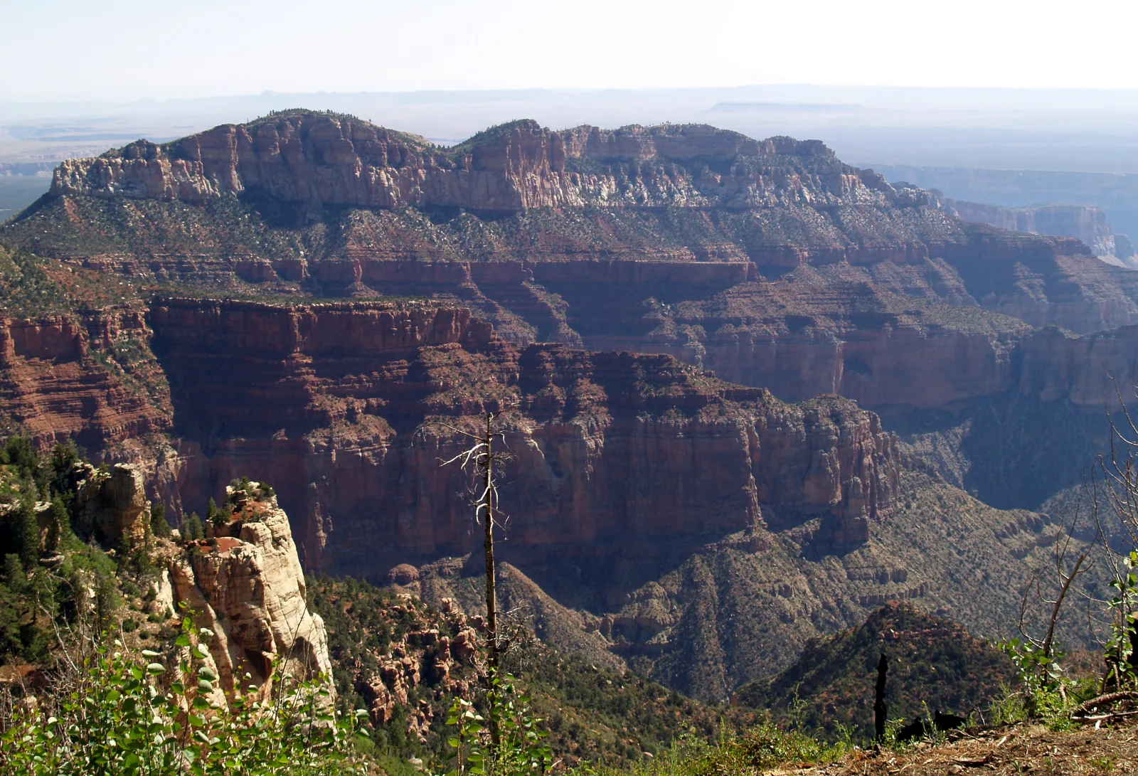 Blick vom Point Imperial am North Rim über bewaldete Felsstufen in die weite Schlucht