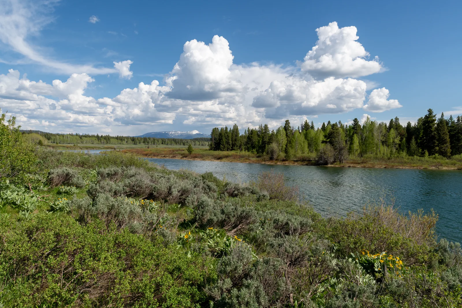 Der ruhige Snake River am Oxbow Bend mit Salbeibüschen und gelben Blüten im Vordergrund