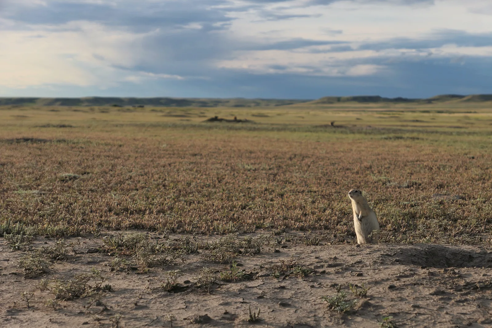 Ein Präriehund sitzt aufgerichtet am Rand seines Baus, dahinter erstreckt sich flache Prärie unter Wolken