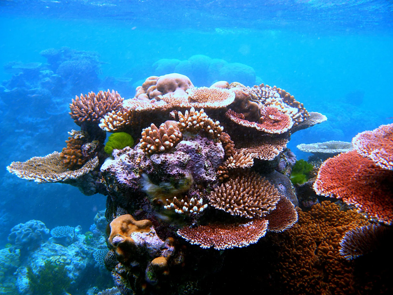 Ein Korallenstock mit Tisch- und Weichkorallen am Flynn Reef im Great Barrier Reef Marine Park vor Cairns