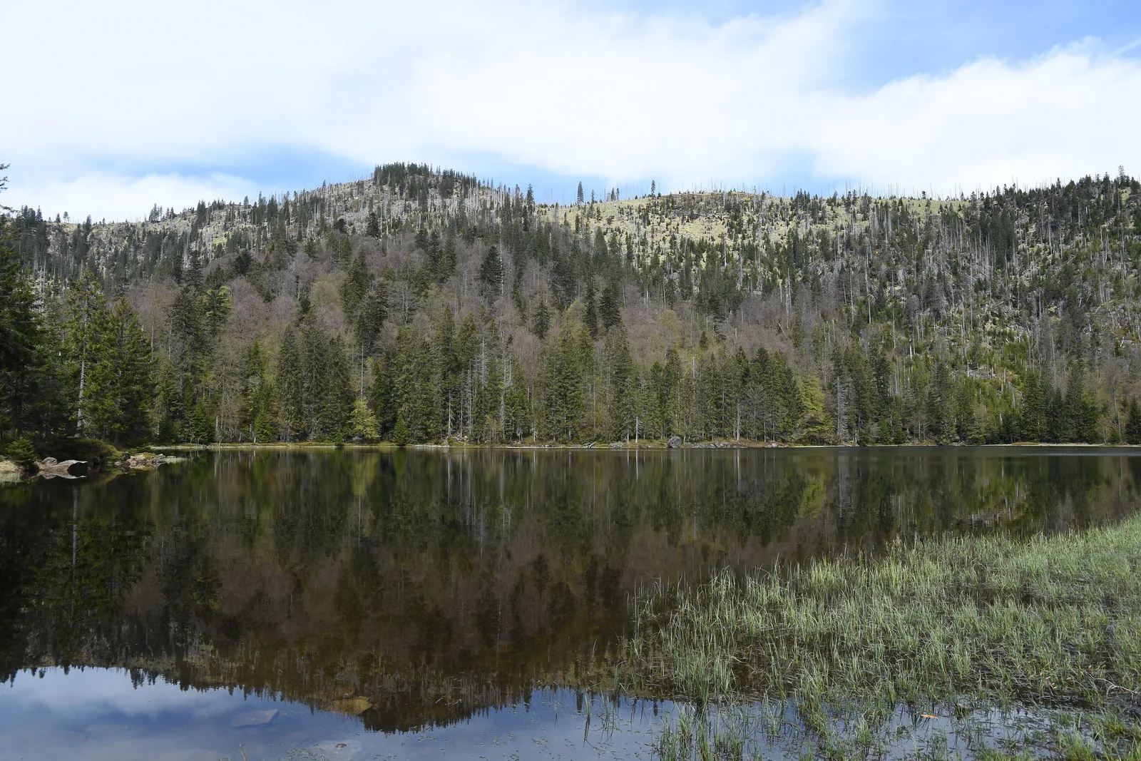 Der Rachelsee mit Spiegelung, darüber die bewaldeten Steilhänge des Großen Rachel im Nationalpark Bayerischer Wald