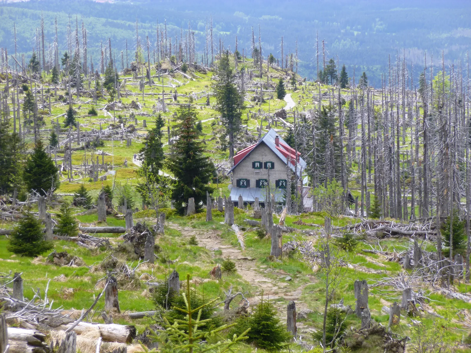 Das Waldschmidthaus zwischen abgestorbenen Fichten und jungem Wald unter dem Gipfel des Großen Rachel