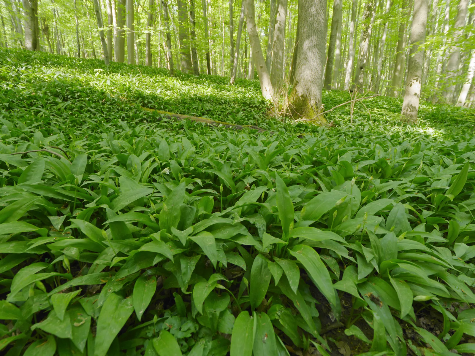 Dichter Bärlauchteppich bedeckt den Boden eines lichten Buchenwaldes im Nationalpark Hainich