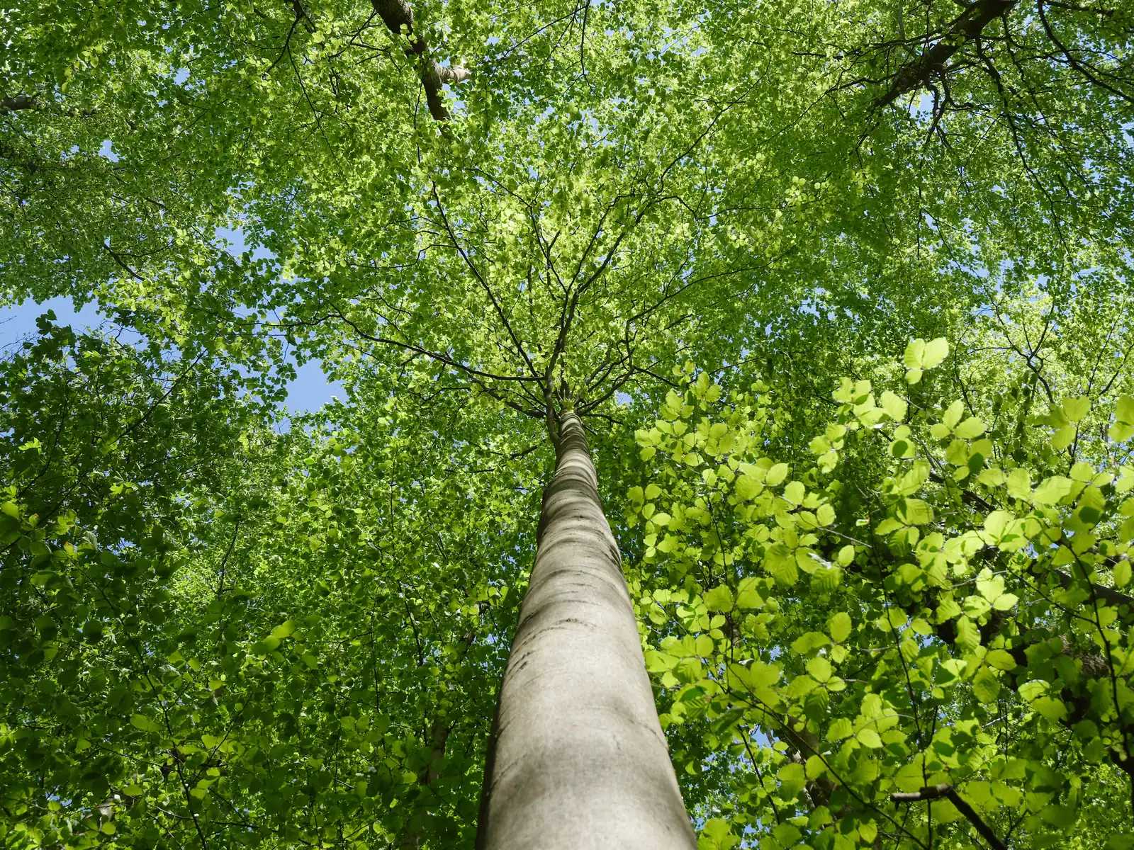 Blick am glatten Stamm einer alten Rotbuche hinauf in das frisch ergrünte Kronendach