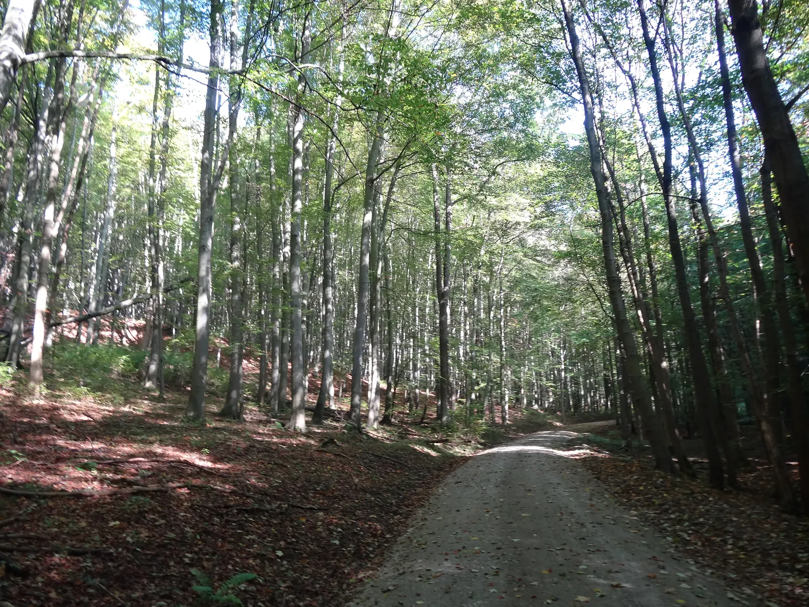 Ein heller Waldweg führt zwischen hohen, schlanken Buchenstämmen durch den Nationalpark Hainich