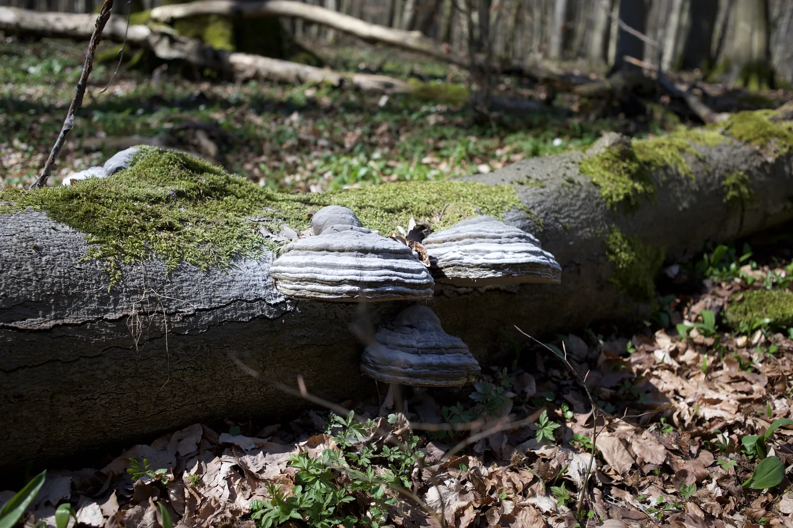 Baumpilze wachsen an einem bemoosten, umgestürzten Stamm auf dem Waldboden