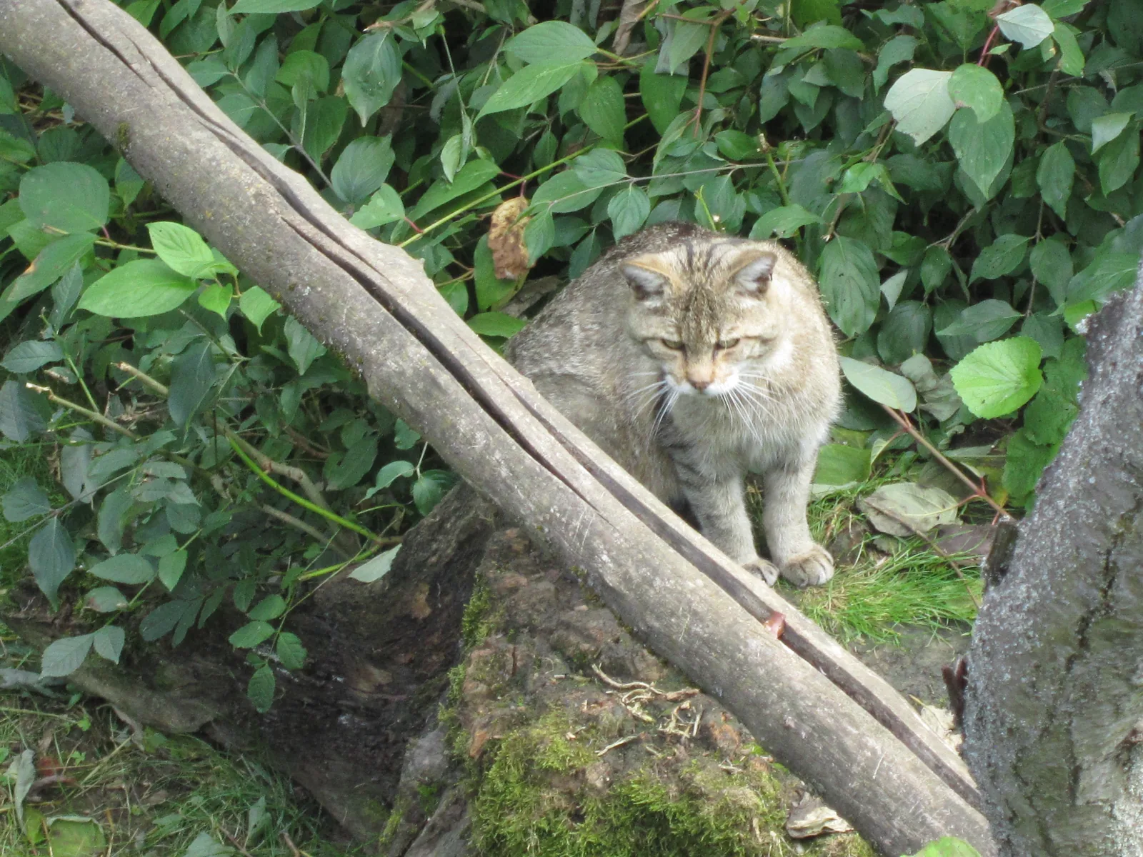Eine Europäische Wildkatze steht aufmerksam im Grün des Schaugeheges im Wildkatzendorf Hütscheroda