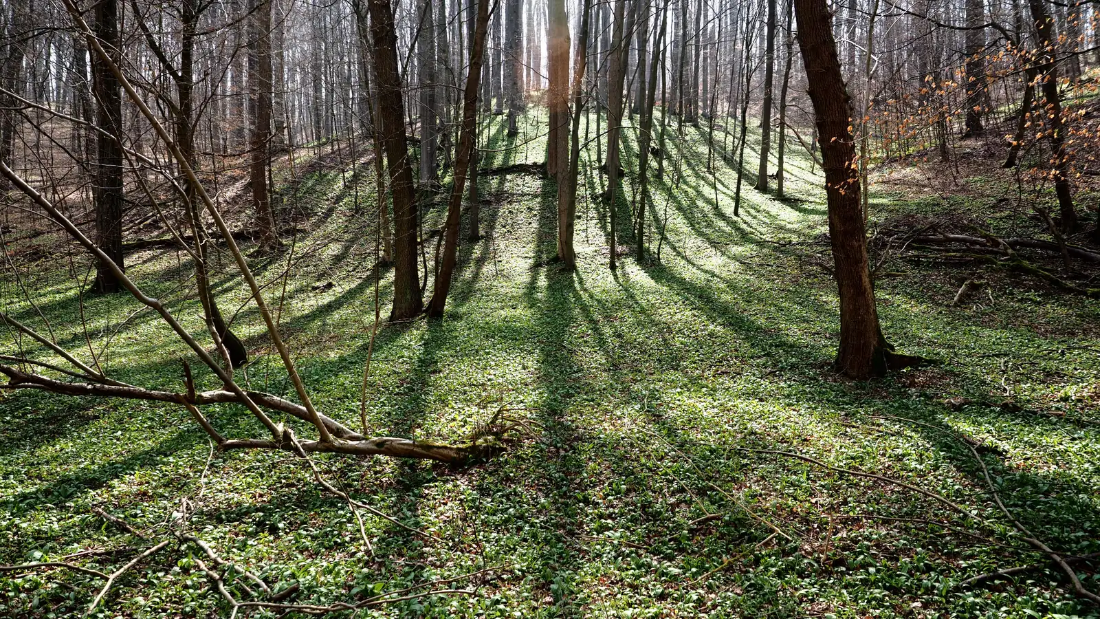 Herbstlich gefärbter Buchenbestand am Rand des Nationalparks Hainich, davor eine offene Wiesenfläche im Abendlicht