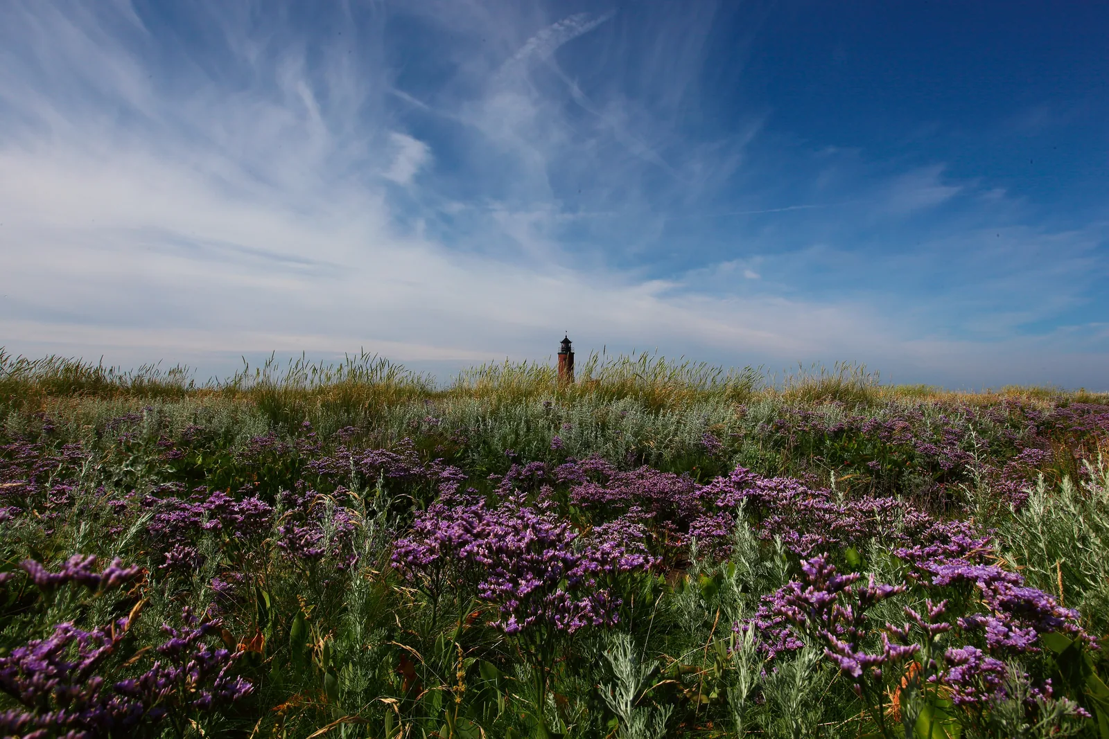 Blühender Halligflieder auf der Hallig Langeneß, dahinter der Leuchtturm unter einem weiten Himmel
