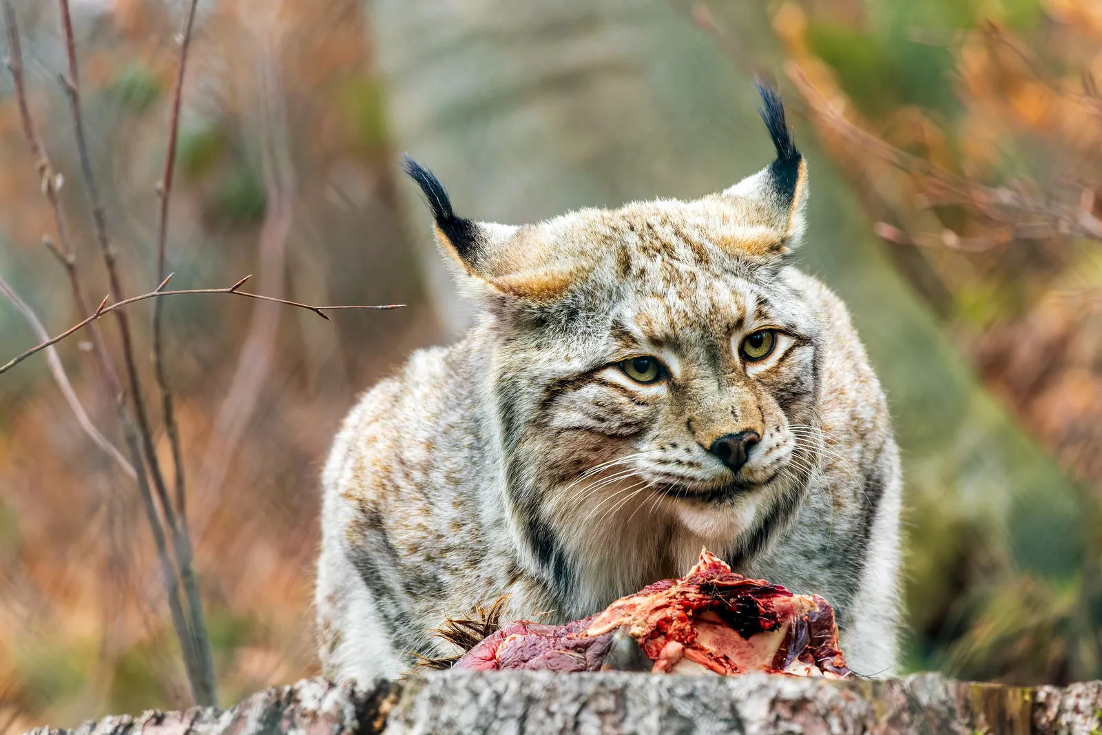 Luchs mit Pinselohren im Schaugehege an der Rabenklippe bei der Fütterung