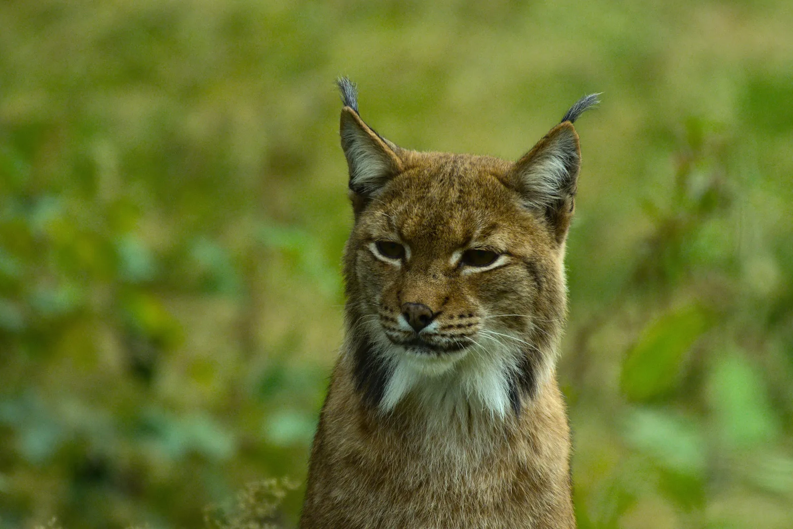 Eurasischer Luchs im Tier-Freigelände am Haus zur Wildnis, Nationalpark Bayerischer Wald