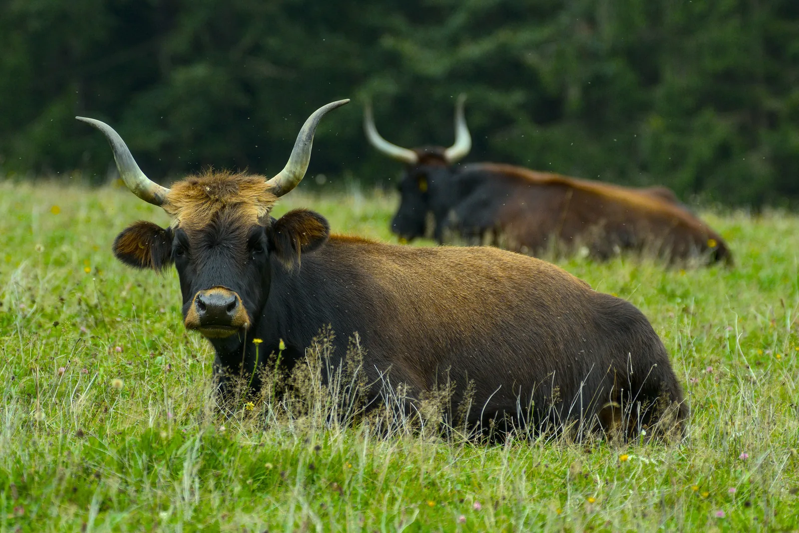 Urrind mit langen Hörnern liegt im Gras des Tier-Freigeländes beim Haus zur Wildnis im Nationalpark Bayerischer Wald
