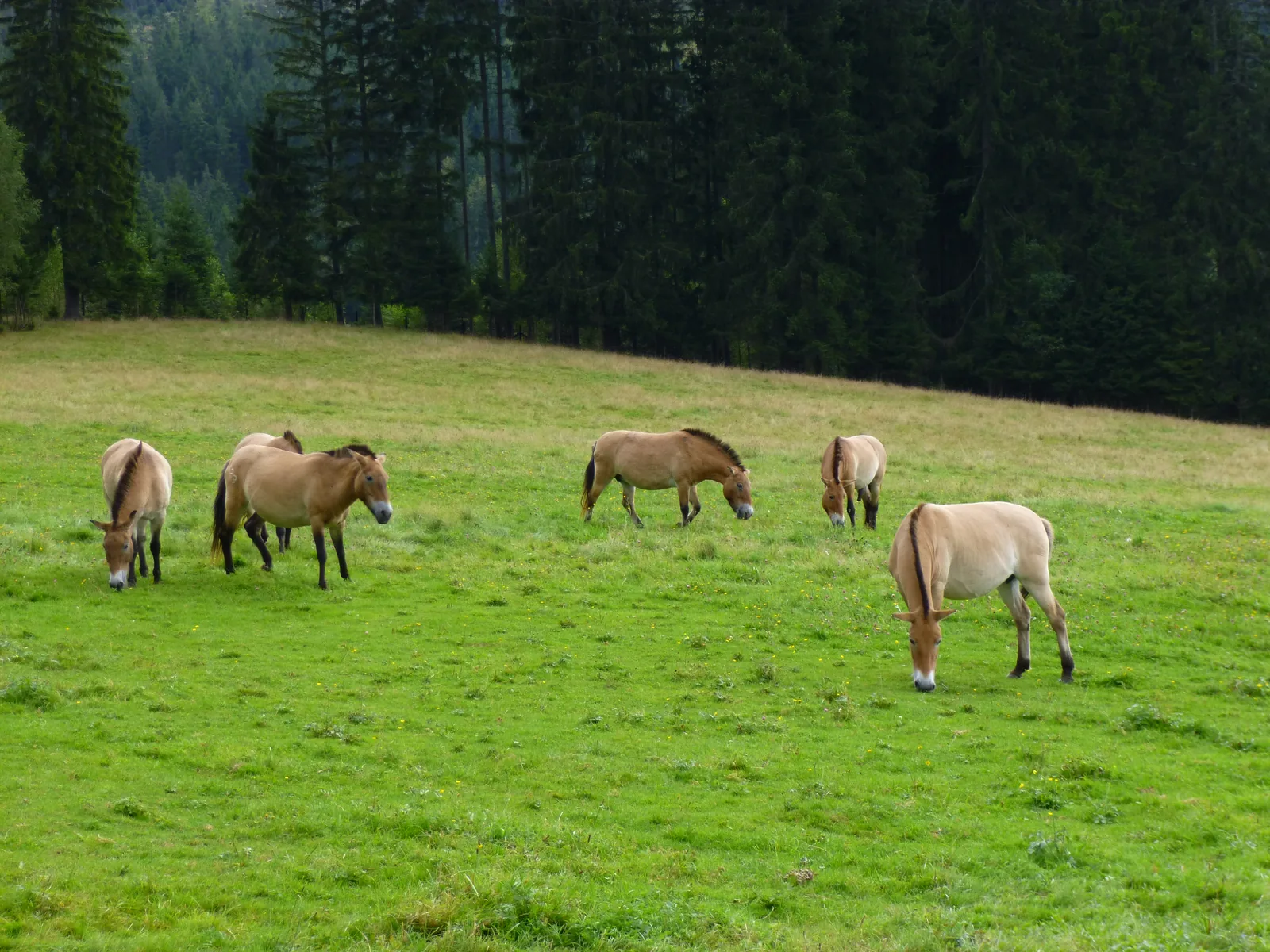 Wildpferde grasen auf einer Wiese im Tier-Freigelände Ludwigsthal am Haus zur Wildnis