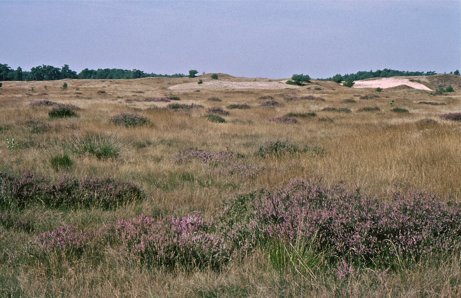 Blühende Heide und Gras im Nationalpark De Hoge Veluwe im August, im Hintergrund eine helle Sandfläche und Waldrand
