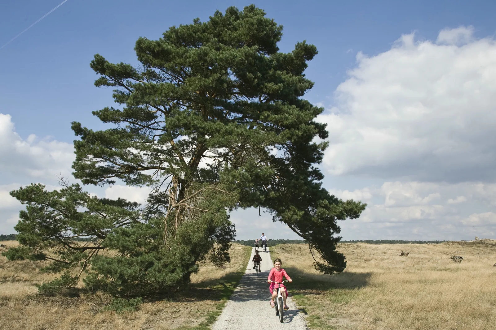 Radfahrer unter einer weit ausladenden Kiefer auf einem Radweg im Nationalpark De Hoge Veluwe, links und rechts Heide und Grasland