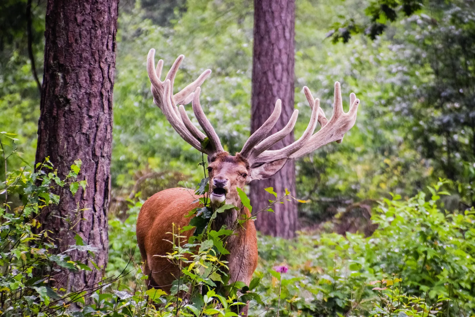Ein Rothirsch mit Bastgeweih frisst im Nationalpark De Hoge Veluwe zwischen Kiefernstämmen und Blättern