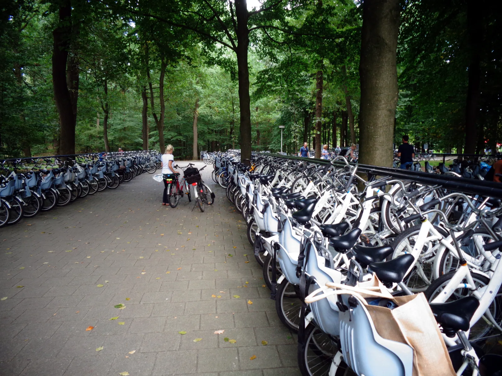 Reihen Weißer Fahrräder unter hohen Bäumen vor dem Kröller-Müller Museum im Nationalpark De Hoge Veluwe