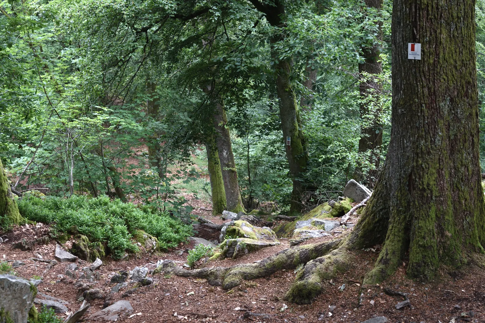 Ein schmaler Waldpfad steigt zwischen bemoosten Steinen und alten Bäumen zur Keltenburg hinauf