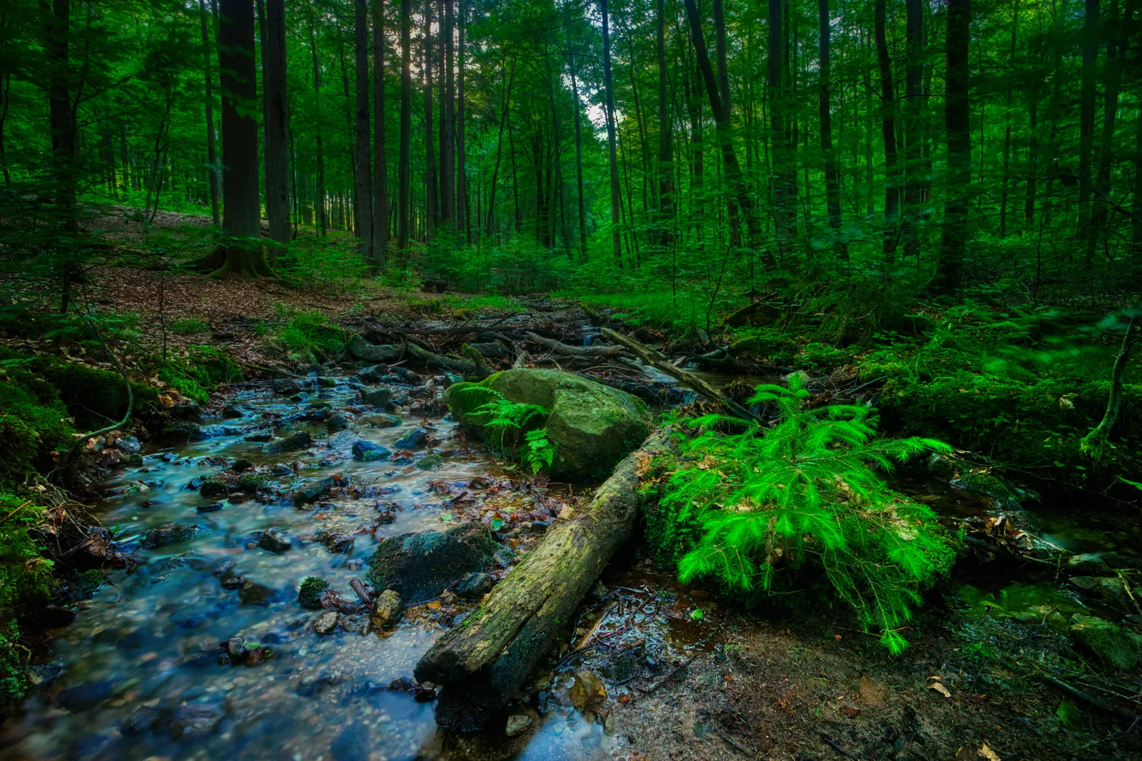 Ein klarer Bach fließt über Steine durch dichtes Grün, ein bemooster Stamm liegt quer im Wasser