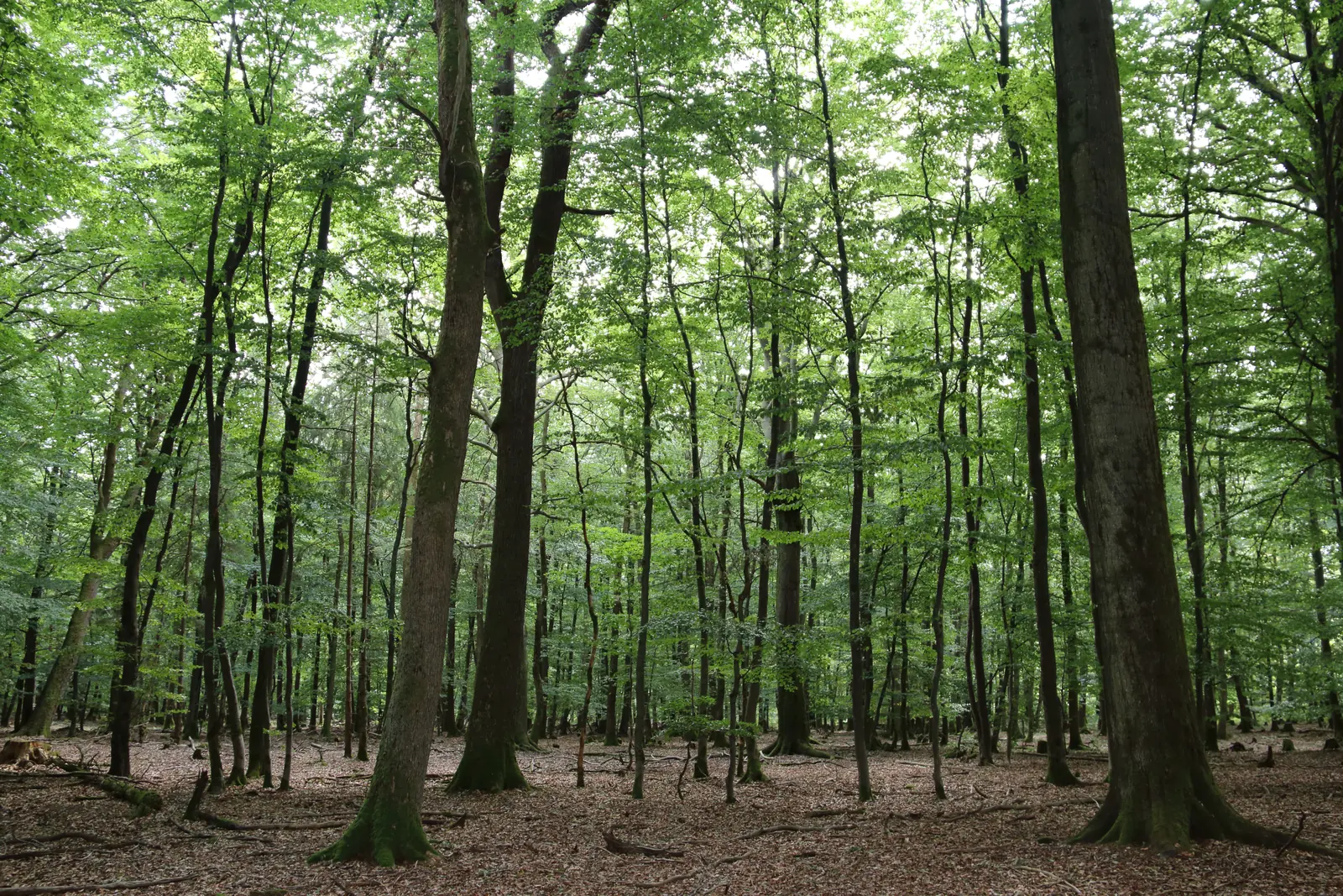 Lichter Buchenbestand im Nationalpark Hunsrück-Hochwald mit schlanken Stämmen und hellgrünem Laub