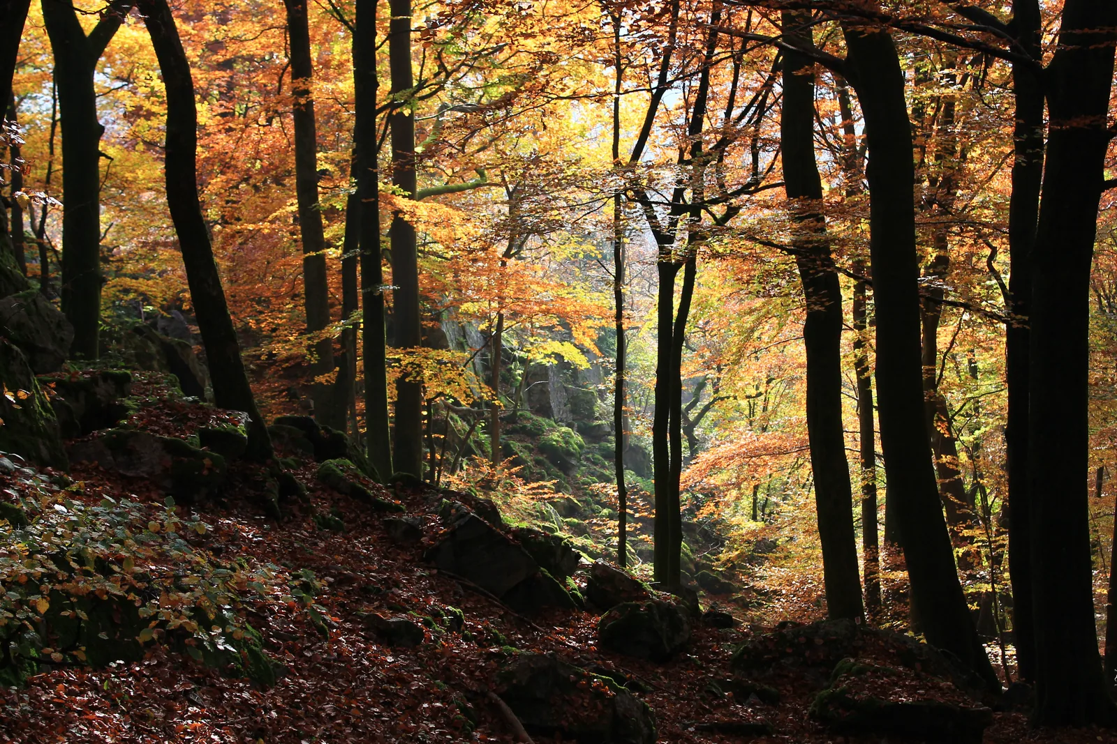 Herbstlich gefärbter Buchenwald an der Luisenruhe im Nationalpark Hunsrück-Hochwald, Sonnenlicht fällt durch das goldene Laub