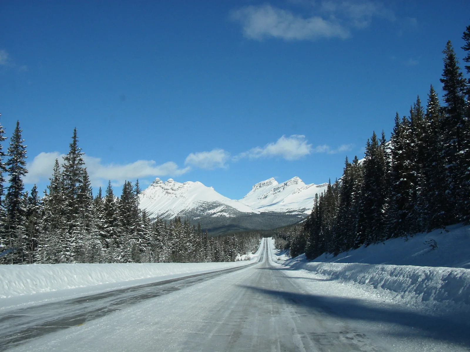 Verschneite, leere Straße des Icefields Parkway zwischen Tannen, hinten weiße Berge