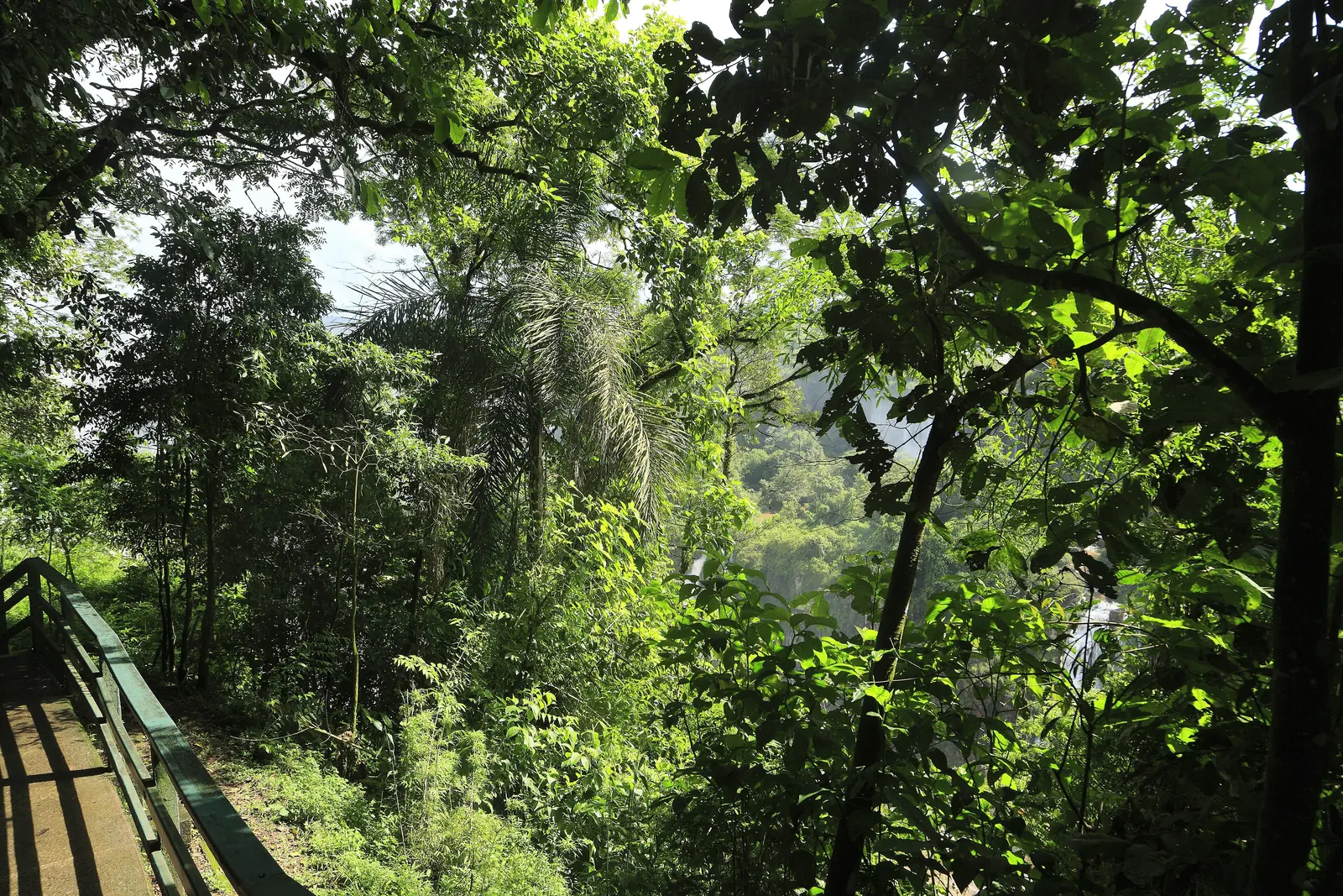 Ein betonierter Weg mit Geländer führt durch dichten Atlantischen Regenwald im Iguaçu-Nationalpark Richtung Fälle