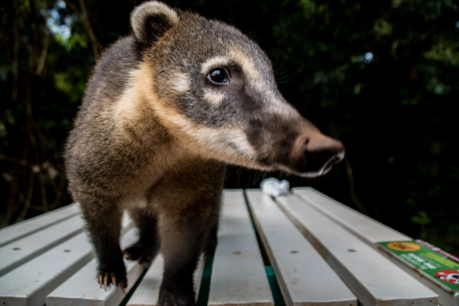 Ein Südamerikanischer Nasenbär steht im Iguazú-Nationalpark auf einer Bank und schaut mit langer Schnauze zur Seite