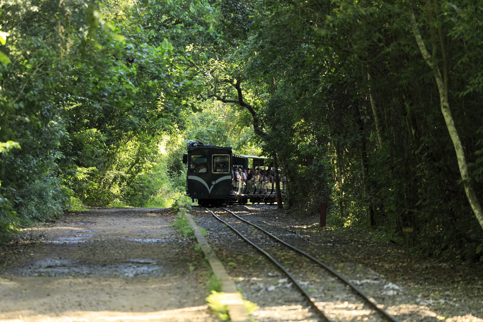Der Tren Ecológico de la Selva im Iguazú-Nationalpark fährt auf einem schmalen Gleis aus einem grünen Waldtunnel