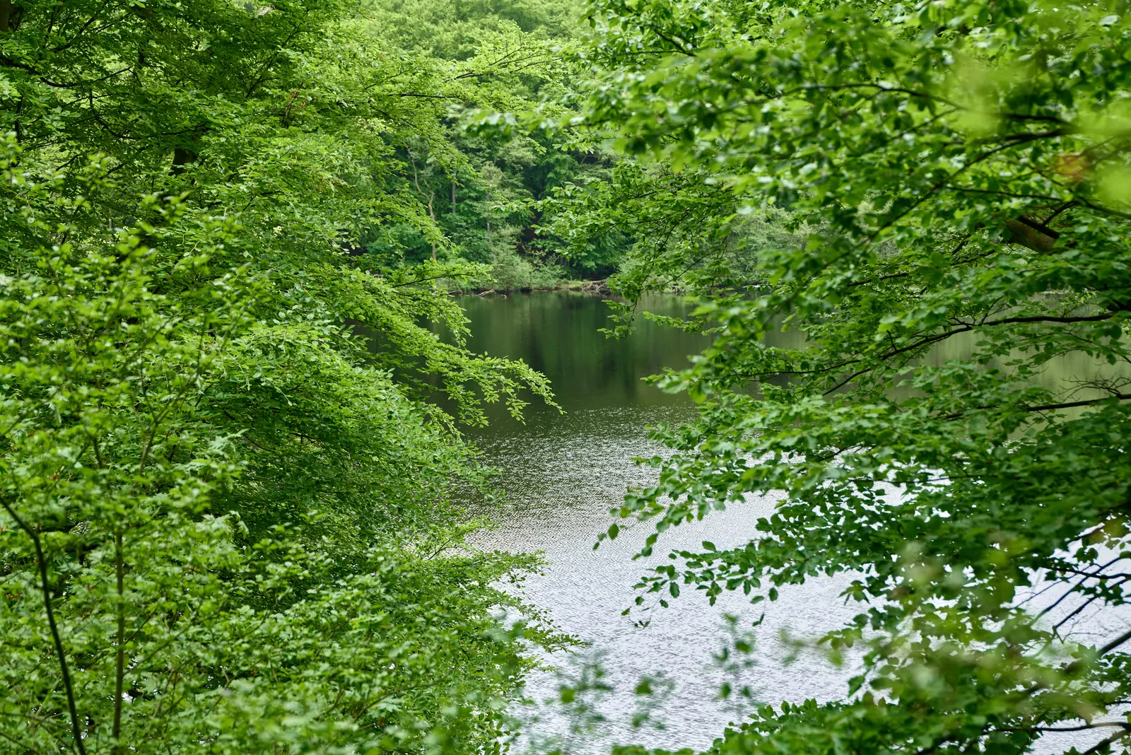 Der Herthasee liegt dunkel und still zwischen frisch belaubten Buchen