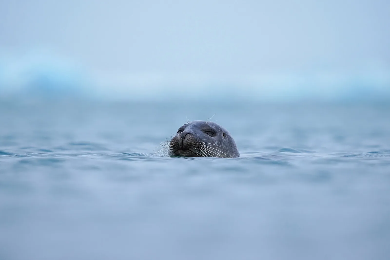 Ein Seehund streckt am Jökulsárlón den Kopf aus dem blassblauen Wasser