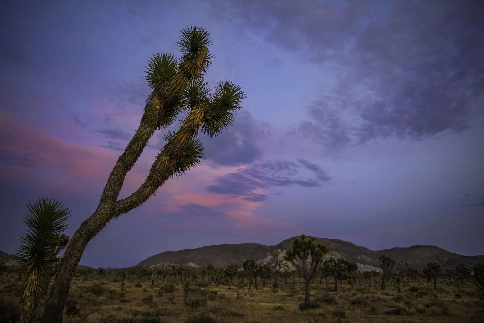 Ein schräg gewachsener Joshua-Baum vor dem Rücken des Ryan Mountain in violettem Abendlicht