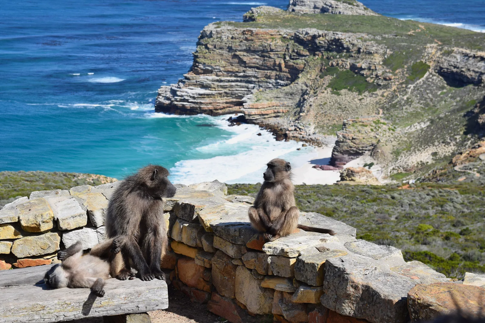 Drei Bärenpaviane sitzen am Kap der Guten Hoffnung auf einer Steinmauer, dahinter Klippen und Strand