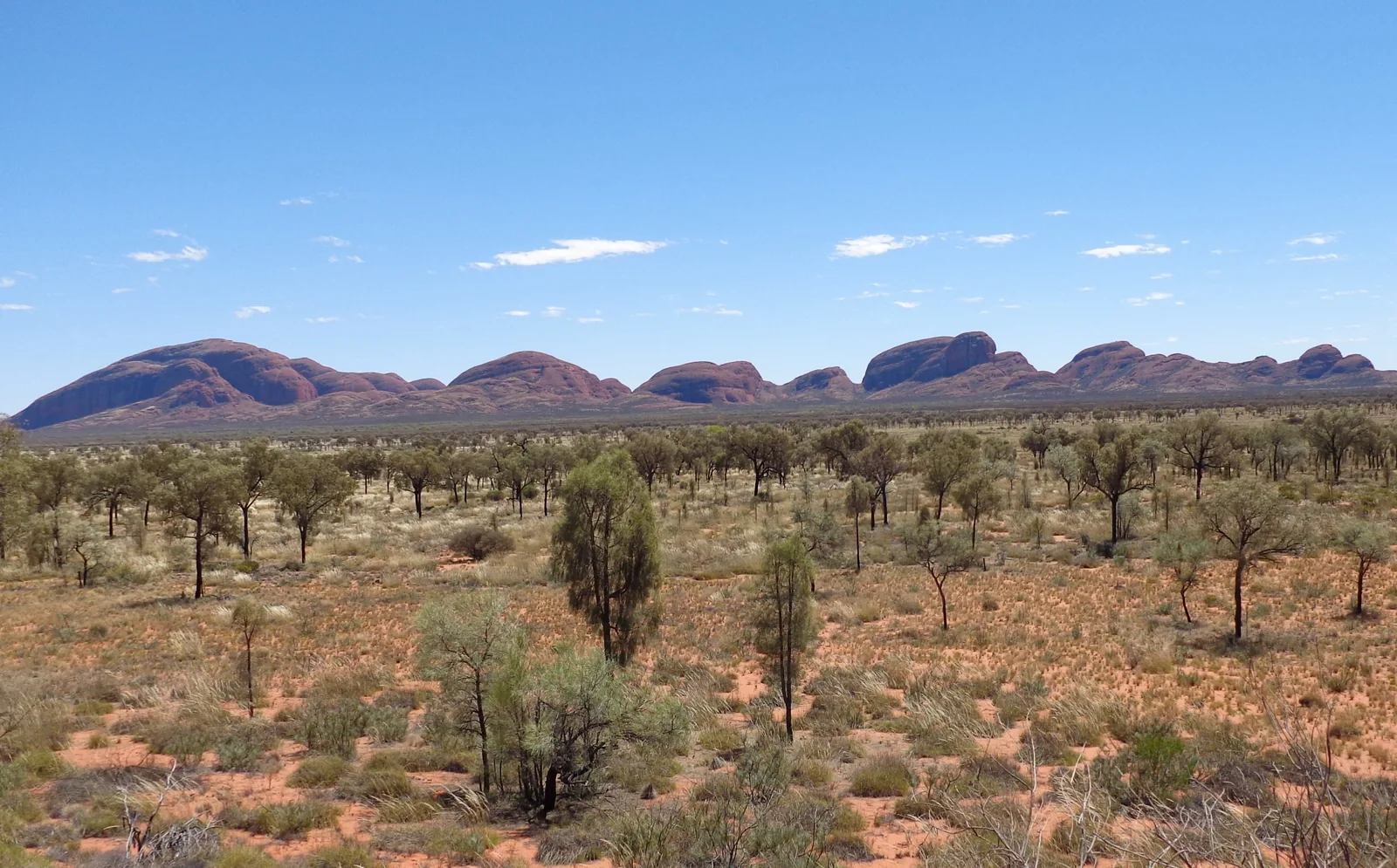 Die Kuppeln von Kata Tjuṯa im Uluṟu-Kata-Tjuṯa-Nationalpark in der Ferne, davor eine weite Ebene mit Wüsteneichen und Spinifex