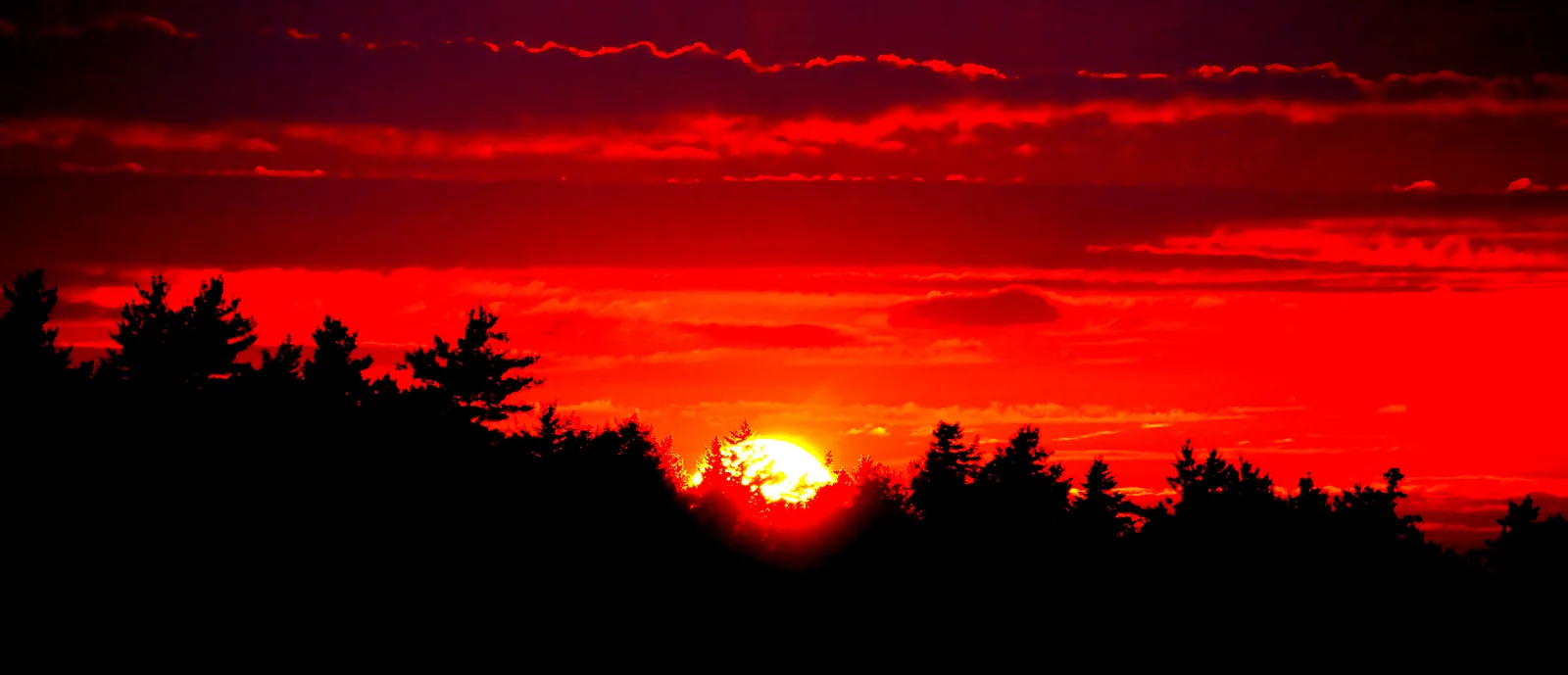 Tiefrot glühender Abendhimmel über einer schwarzen Baumsilhouette, die Sonne steht dicht über dem Horizont