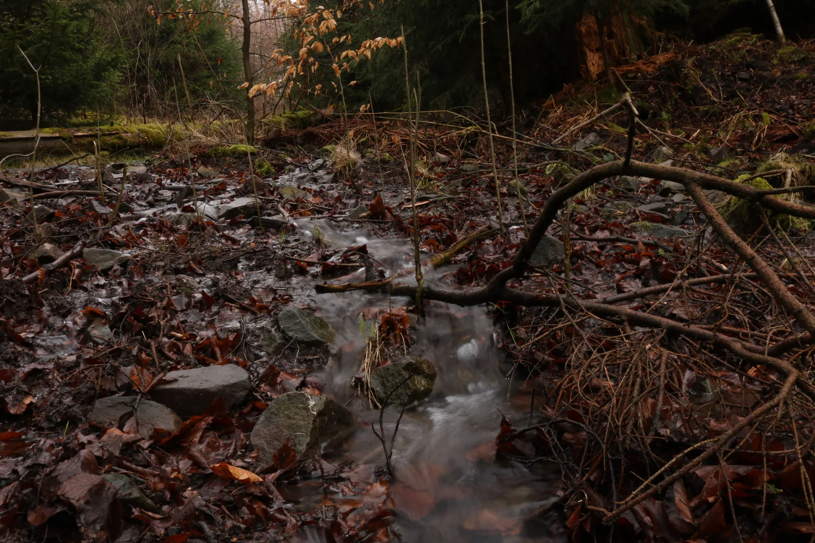 Ein schmaler Bachlauf zieht sich durch Laub und Totholz auf dem Waldboden