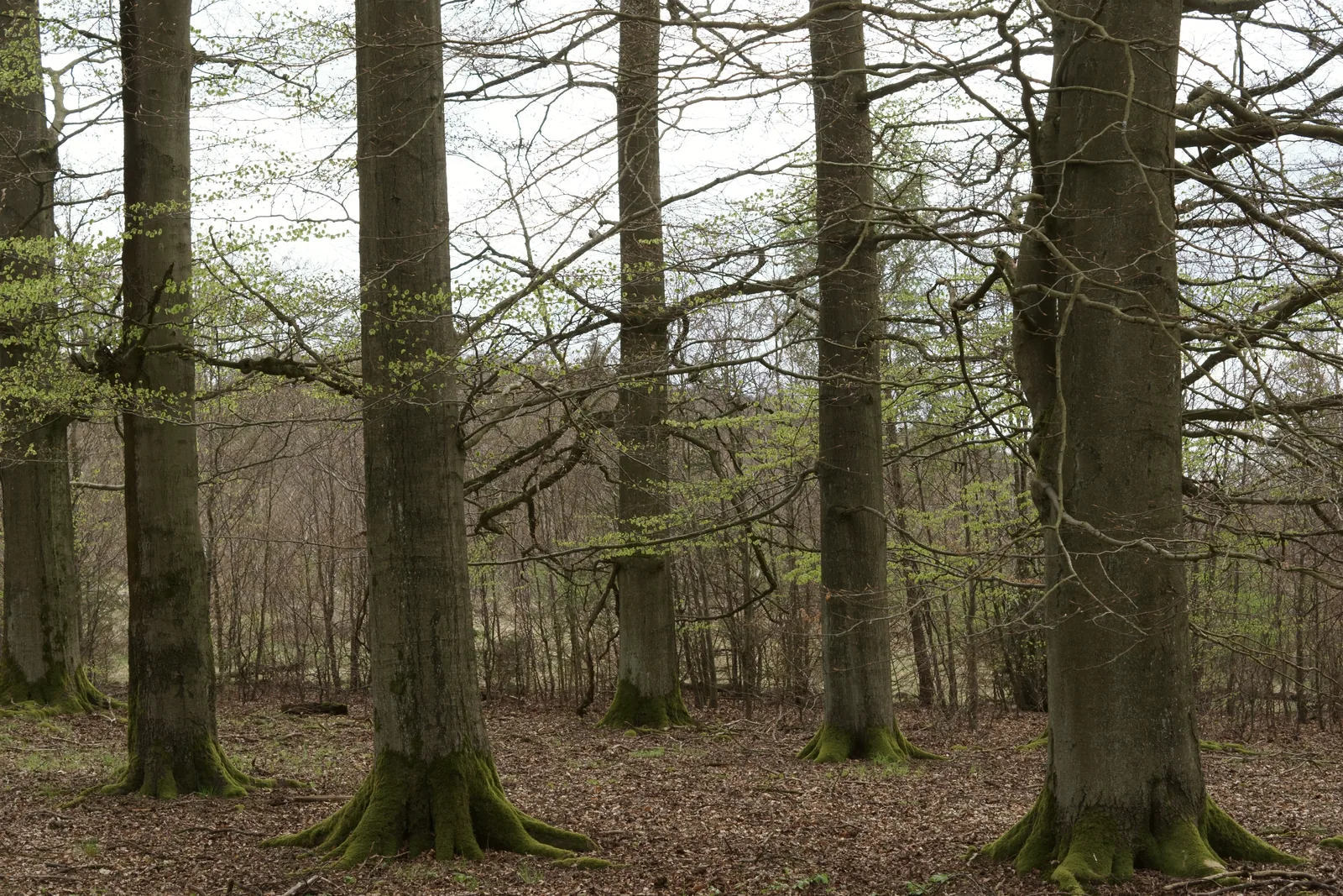 Buchen im Frühjahr bei der Bathildishütte, helles Grün über einem offenen Waldboden